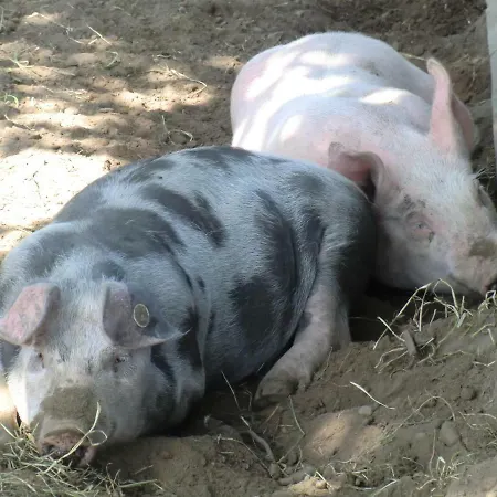 Ferienhof Schmeling Ahneby