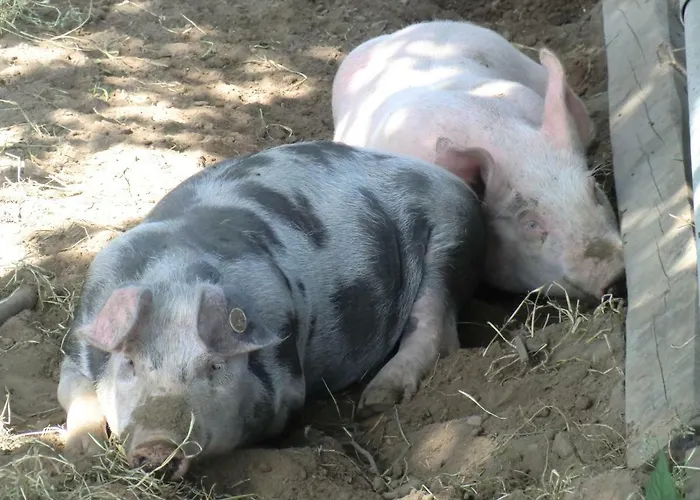 Ferienhof Schmeling Ahneby